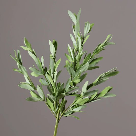 Bush- Herb Sage